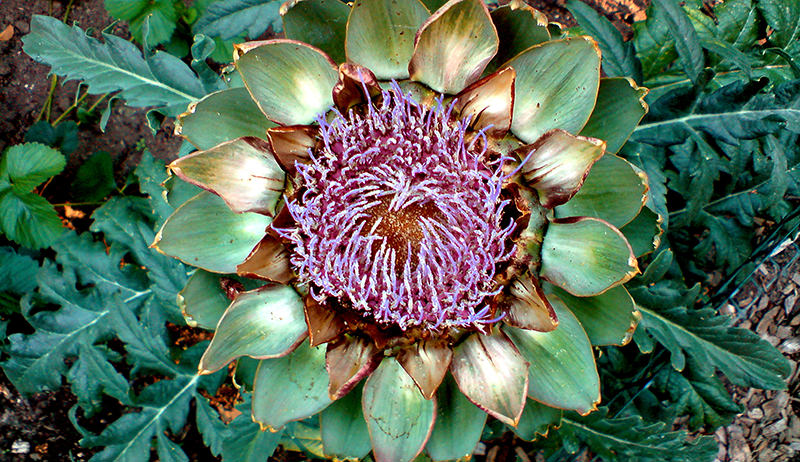 artichoke women