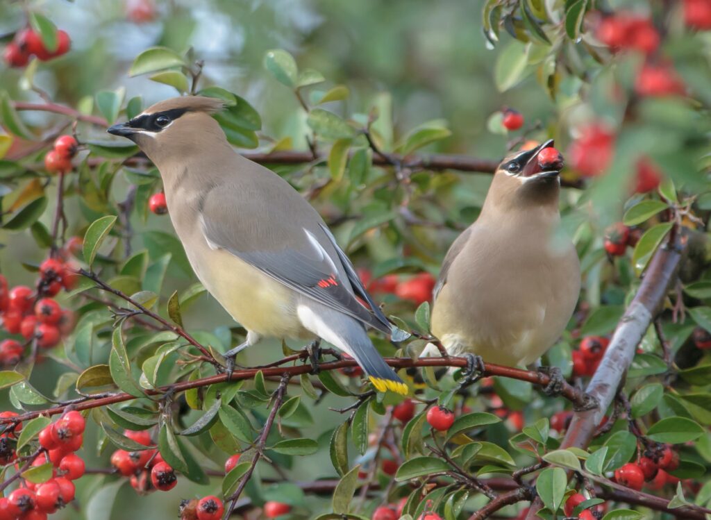 cedar waxwings | migration by miho kinnas