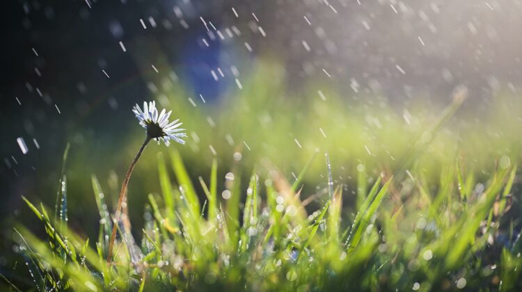 spring showers