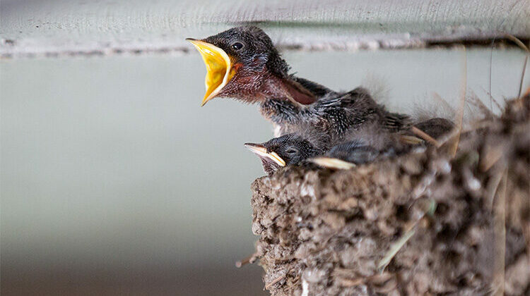 starlings